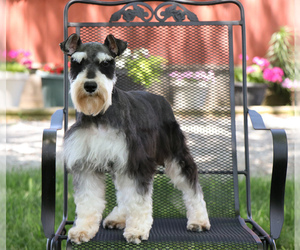 Mother of the Schnauzer (Miniature) puppies born on 04/24/2025