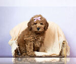 Puppy 11 Goldendoodle (Miniature)