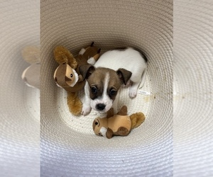 Jack Russell Terrier-Shetland Sheepdog Mix Puppy for sale in REDFORD, MI, USA