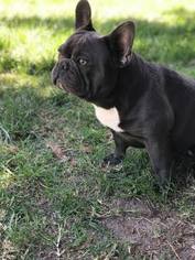 Father of the French Bulldog puppies born on 06/30/2018