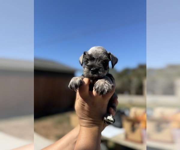 Medium Photo #4 Schnauzer (Miniature) Puppy For Sale in ORCUTT, CA, USA