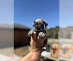Small #3 Schnauzer (Miniature)