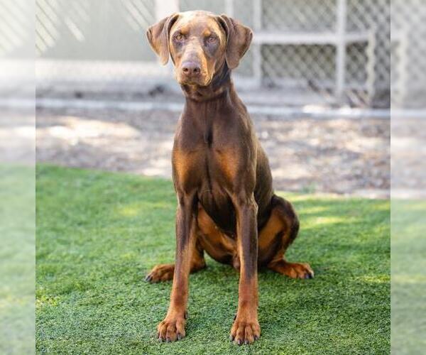 Medium Photo #3 Doberman Pinscher Puppy For Sale in Camarillo, CA, USA