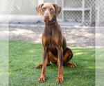 Small #2 Doberman Pinscher