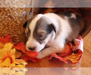 Collie Puppy for sale in KINGSPORT, TN, USA