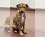 Kira - Female Labrador Retriever-Unknown Mix Dog for Adoption - Small photo