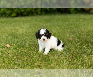 Aussiedoodle Miniature -Poodle (Miniature) Mix Puppy for sale in MILFORD, IN, USA