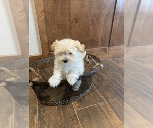 Maltipoo Puppy for sale in FINLEY, MO, USA