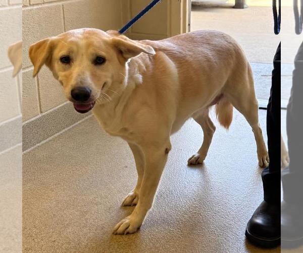 Medium Photo #3 Labrador Retriever-Unknown Mix Puppy For Sale in Rockwall, TX, USA