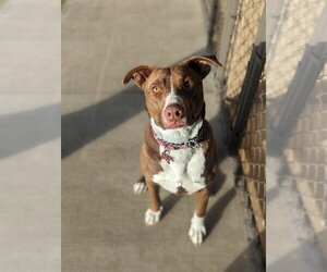 Lab-Pointer Dogs for adoption in Polson, MT, USA
