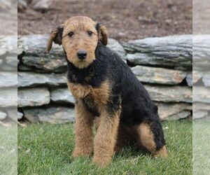 Zuchon Puppy for sale in HOLTWOOD, PA, USA