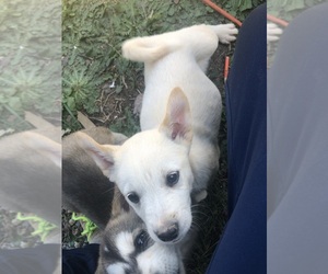 Alaskan Malamute-Mutt Mix Puppy for sale in MAIDEN, NC, USA