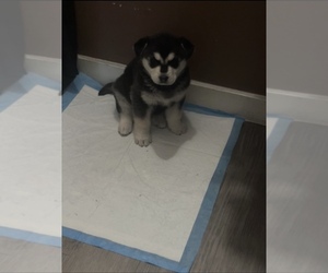 Akita-Unknown Mix Puppy for sale in ANAHEIM, CA, USA