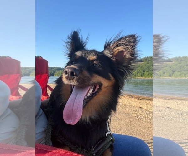 Medium Photo #2 Australian Shepherd-Unknown Mix Puppy For Sale in Crystal, MN, USA