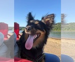 Small #1 Australian Shepherd Mix