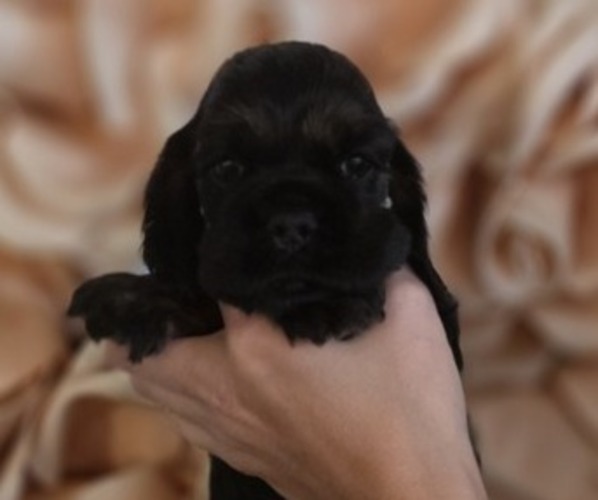 Medium Photo #1 Cocker Spaniel Puppy For Sale in KEIZER, OR, USA