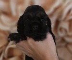 Puppy 1 Cocker Spaniel