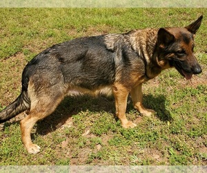 Mother of the German Shepherd Dog-Unknown Mix puppies born on 01/13/2022