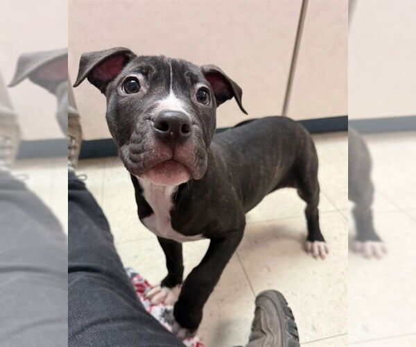 Medium Photo #1 Boxer-Unknown Mix Puppy For Sale in Brewster, MA, USA