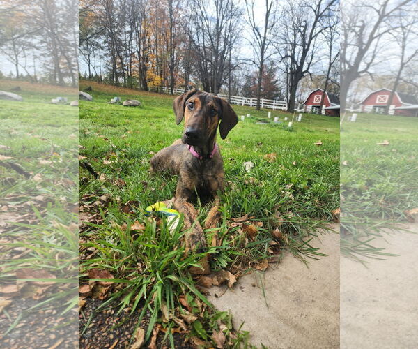 Medium Photo #4 Doberman Pinscher-Unknown Mix Puppy For Sale in Buffalo, MN, USA