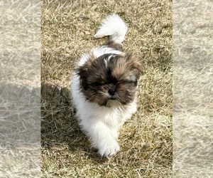 Shih Tzu Puppy for sale in FAIR HAVEN, MI, USA
