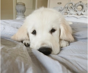 English Cream Golden Retriever Puppy for sale in BRENTWOOD, CA, USA