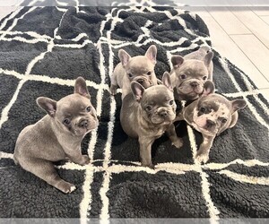 French Bulldog Puppy for Sale in ROSENBERG, Texas USA