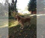 Small Photo #1 Golden Retriever Puppy For Sale in CLOVIS, CA, USA