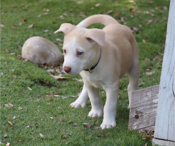 Medium Photo #2 Huskies -Unknown Mix Puppy For Sale in San Diego, CA, USA