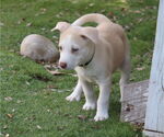 Small #1 Huskies  Mix