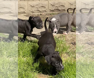 American Pit Bull Terrier Puppy for sale in GREENSBURG, PA, USA