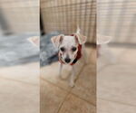 Small #1 Chihuahua Mix