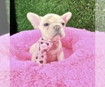 Small Photo #2 French Bulldog Puppy For Sale in BEAVERTON, OR, USA