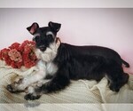 Small Photo #1 Schnauzer (Miniature) Puppy For Sale in MILLERSBG, PA, USA