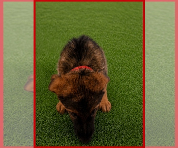 Medium Photo #2 German Shepherd Dog Puppy For Sale in NAPLES, FL, USA