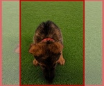 Small #1 German Shepherd Dog