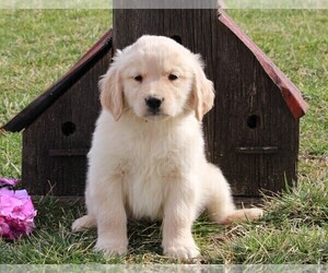 Golden Retriever Puppy for sale in FREDERICKSBURG, OH, USA