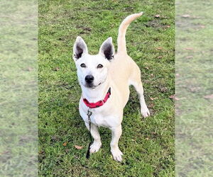 Chihuahua-Unknown Mix Dogs for adoption in Petaluma, CA, USA