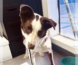 Border Collie Dogs for adoption in Bakersfield, CA, USA