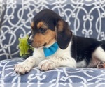 Small Photo #14 Beagle Puppy For Sale in LAKELAND, FL, USA