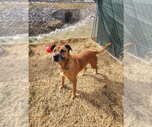 Melody - Female Boxer-Unknown Mix Dog for Adoption - Photo #5