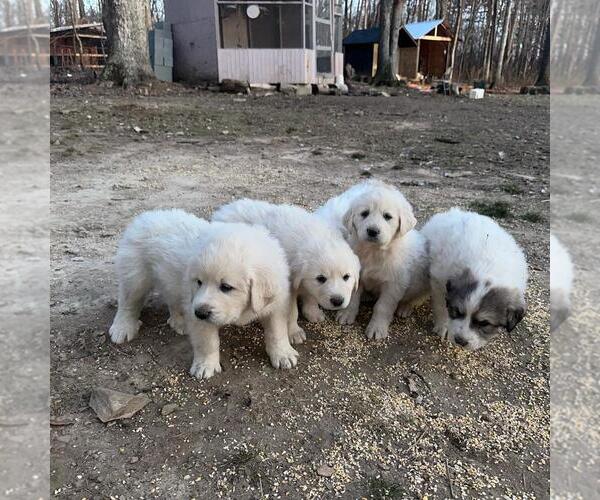 Medium Photo #5 Great Pyrenees Puppy For Sale in WAXHAW, NC, USA