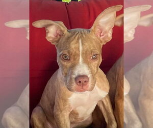 Mutt Dogs for adoption in Wenonah, NJ, USA