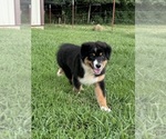 Puppy Hickory Australian Shepherd