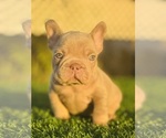 Small #12 French Bulldog