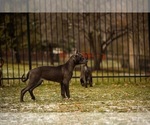 Small Photo #4 American Bully Puppy For Sale in COON RAPIDS, MN, USA