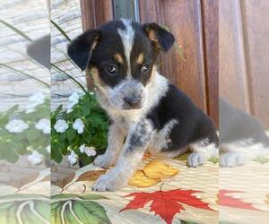 Texas Heeler Puppy for sale in NIANGUA, MO, USA
