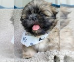 Small Photo #13 Shih Tzu Puppy For Sale in MANES, MO, USA