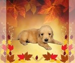 Small #9 Golden Retriever