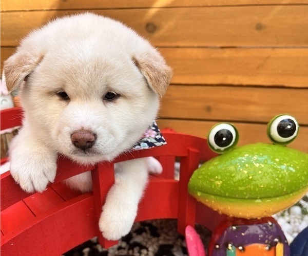 Medium Photo #1 Shiba Inu Puppy For Sale in DALY CITY, CA, USA